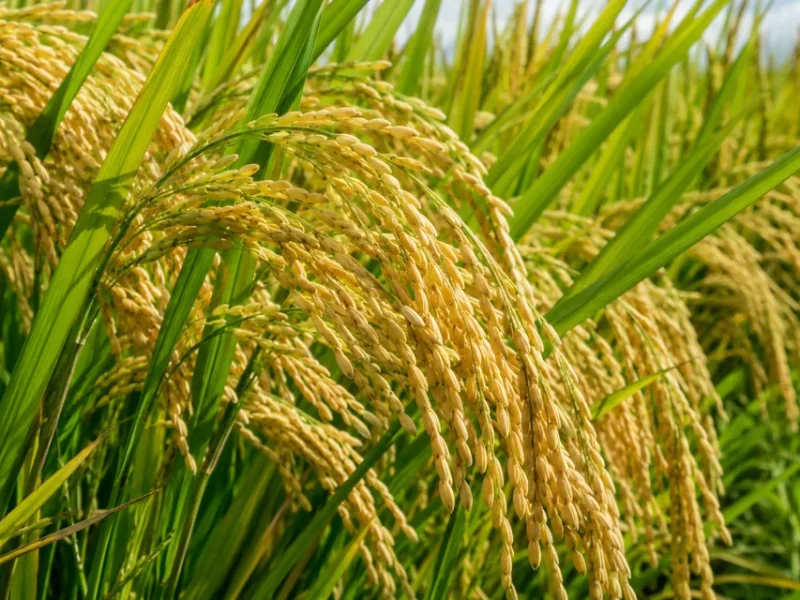 cultivo-arroz