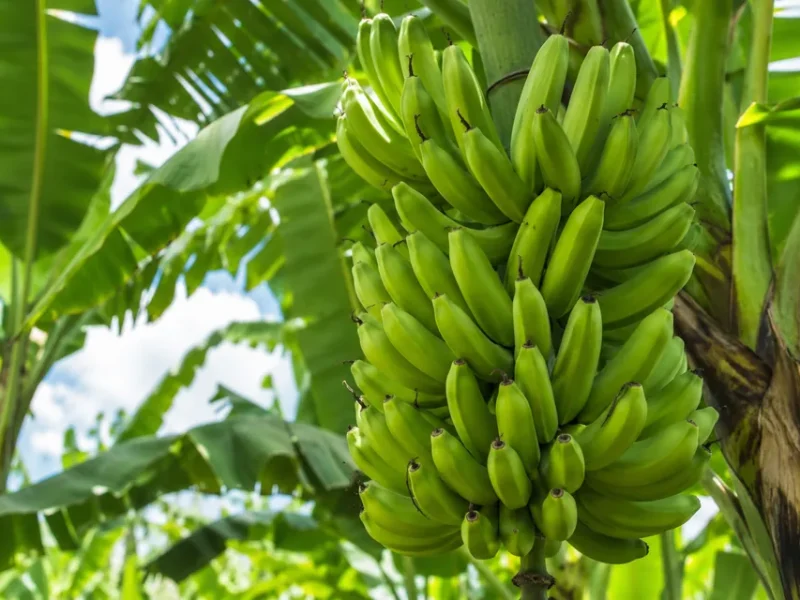 cultivo-banano
