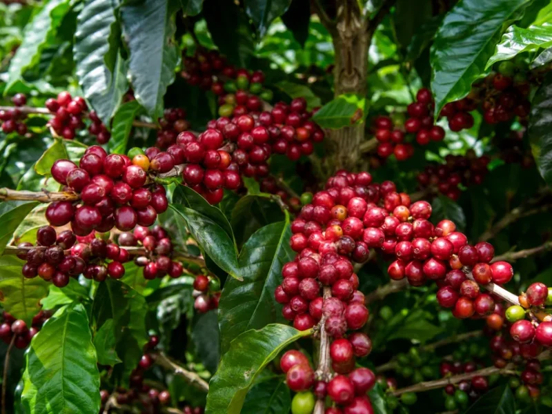 cultivo-cafe