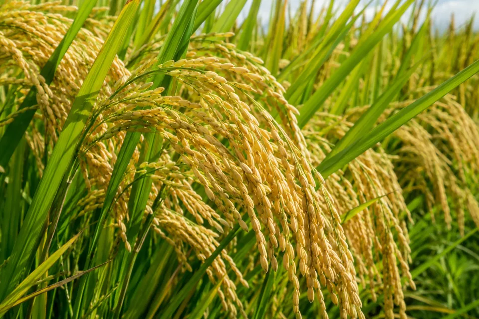 cultivo-arroz