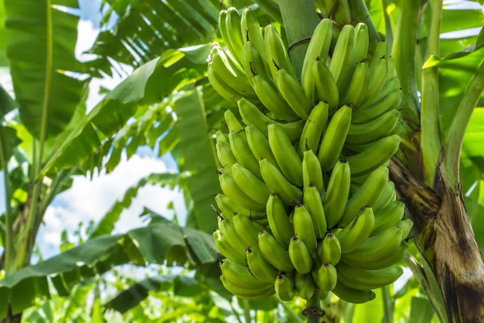 cultivo-banano